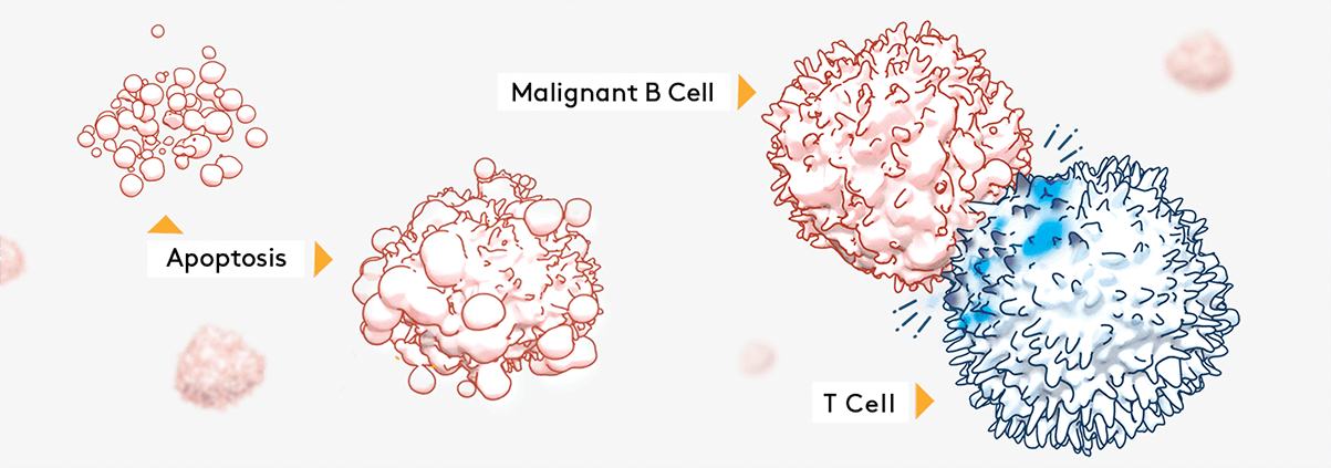 The activated T cells persist in the blood stream