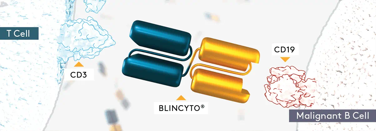 BLINCYTO® (blinatumomab) targets malignant and benign B cells via the CD19 cell
    surface antigen