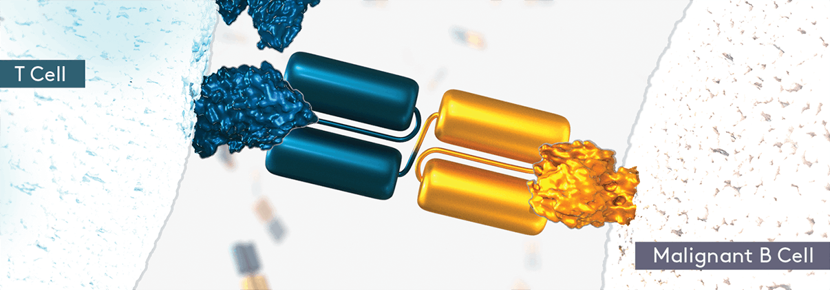 BLINCYTO® (blinatumomab) activates the T cell, resulting in the formation of a
    synapse between the T cell and the malignant B cell