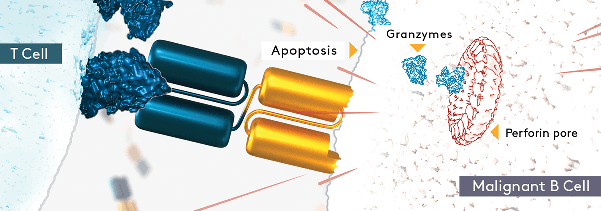 The activated T cell then fights the malignant B cell by releasing perforin and
    granzymes through the perforin pore to induce apoptosis