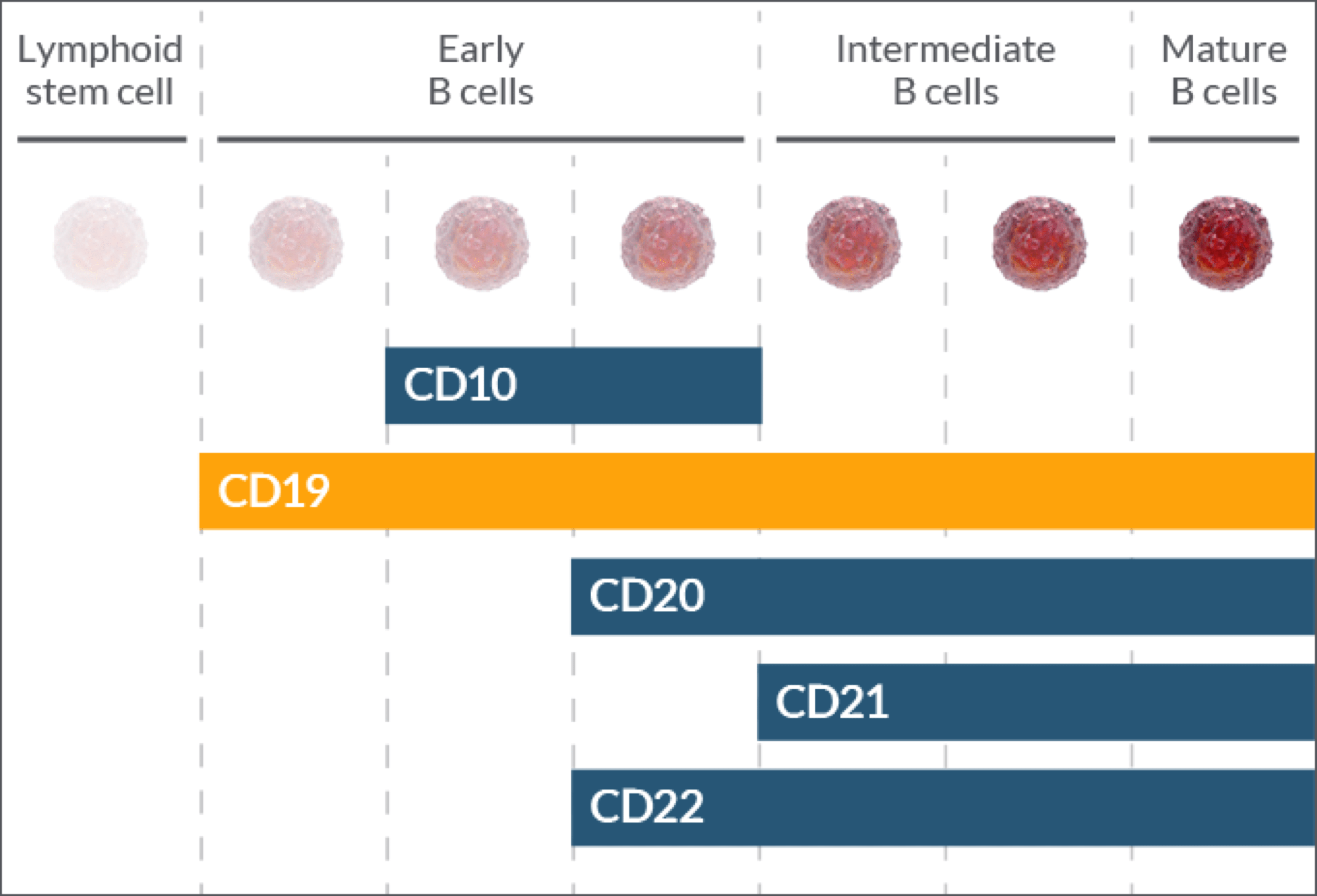 CD19 is found in early, intermediate, and mature B cells